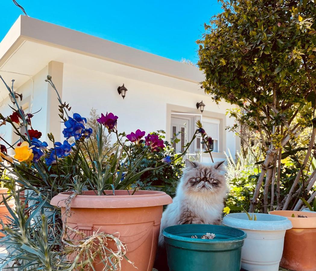 Archangelos Garden House Dış mekan fotoğraf